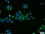 MRPL23 Antibody in Immunocytochemistry (ICC/IF)