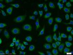 MRPL23 Antibody in Immunocytochemistry (ICC/IF)