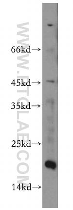 MRPL23 Antibody in Western Blot (WB)