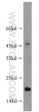 MRPL23 Antibody in Western Blot (WB)