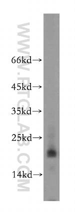 MRPL23 Antibody in Western Blot (WB)