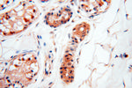 SMN Antibody in Immunohistochemistry (Paraffin) (IHC (P))