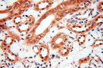 SMN Antibody in Immunohistochemistry (Paraffin) (IHC (P))