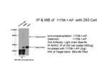 SMN Antibody in Immunoprecipitation (IP)