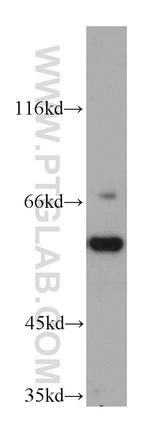 CSN1 Antibody in Western Blot (WB)