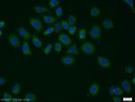 CSN1 Antibody in Immunocytochemistry (ICC/IF)