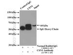 CSN1 Antibody in Immunoprecipitation (IP)