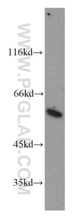 CSN1 Antibody in Western Blot (WB)