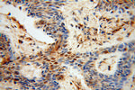 GAR1 Antibody in Immunohistochemistry (Paraffin) (IHC (P))