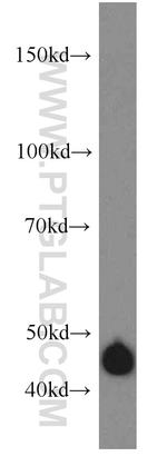 DNAJA1 Antibody in Western Blot (WB)