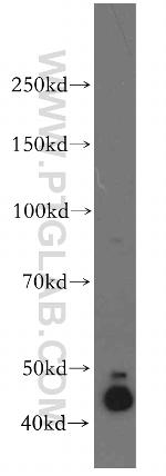 DNAJA1 Antibody in Western Blot (WB)