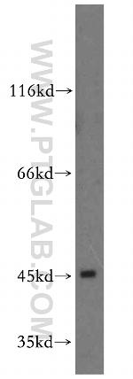 DNAJA1 Antibody in Western Blot (WB)