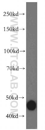 DNAJA1 Antibody in Western Blot (WB)