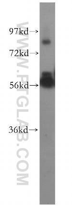 PPP5C Antibody in Western Blot (WB)