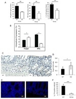 CD90.1 (Thy-1.1) Antibody in Immunohistochemistry (IHC)