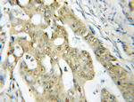 SSB Antibody in Immunohistochemistry (Paraffin) (IHC (P))