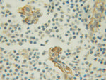 Maspin Antibody in Immunohistochemistry (Paraffin) (IHC (P))