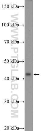 Maspin Antibody in Western Blot (WB)