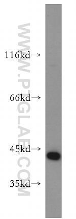 Maspin Antibody in Western Blot (WB)