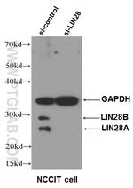 LIN28 Antibody in Western Blot (WB)