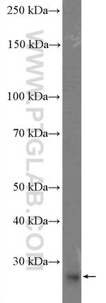 LIN28 Antibody in Western Blot (WB)