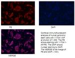 LIN28 Antibody in Immunocytochemistry (ICC/IF)