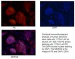 LIN28 Antibody in Immunocytochemistry (ICC/IF)