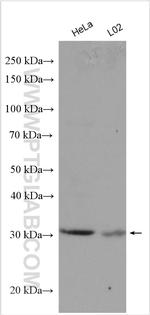 RAD1 Antibody in Western Blot (WB)