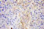 IFITM1 Antibody in Immunohistochemistry (Paraffin) (IHC (P))