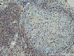 IFITM1 Antibody in Immunohistochemistry (Paraffin) (IHC (P))