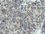 IFITM1 Antibody in Immunohistochemistry (Paraffin) (IHC (P))