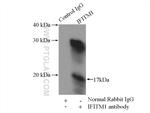 IFITM1 Antibody in Immunoprecipitation (IP)