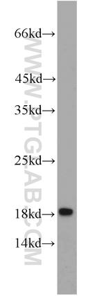 IFITM1 Antibody in Western Blot (WB)