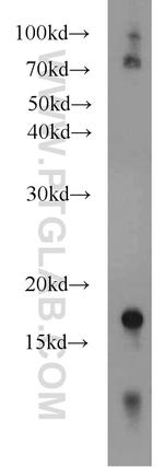 IFITM1 Antibody in Western Blot (WB)