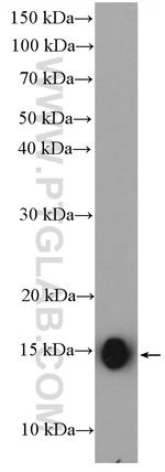 IFITM1 Antibody in Western Blot (WB)