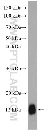 IFITM1 Antibody in Western Blot (WB)