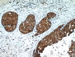 SRP54 Antibody in Immunohistochemistry (Paraffin) (IHC (P))