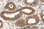 SRP54 Antibody in Immunohistochemistry (Paraffin) (IHC (P))