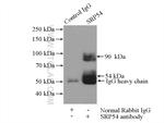 SRP54 Antibody in Immunoprecipitation (IP)