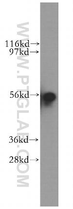 SRP54 Antibody in Western Blot (WB)