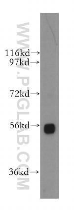 SRP54 Antibody in Western Blot (WB)