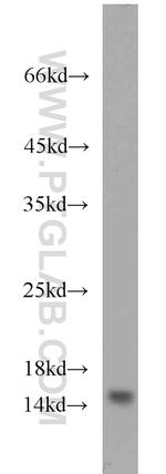 YPEL5 Antibody in Western Blot (WB)