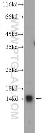 YPEL5 Antibody in Western Blot (WB)