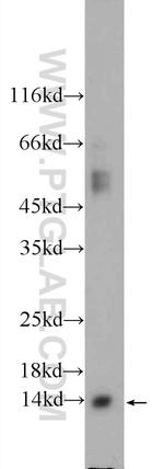 YPEL5 Antibody in Western Blot (WB)