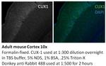 CUX1/Protein CASP Antibody in Immunohistochemistry (Paraffin) (IHC (P))