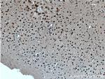 CUX1/Protein CASP Antibody in Immunohistochemistry (Paraffin) (IHC (P))