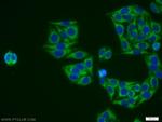 EID1 Antibody in Immunocytochemistry (ICC/IF)