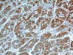 ASGR1 Antibody in Immunohistochemistry (Paraffin) (IHC (P))