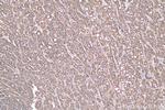 ASGR1 Antibody in Immunohistochemistry (Paraffin) (IHC (P))