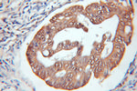 BCL7B Antibody in Immunohistochemistry (Paraffin) (IHC (P))